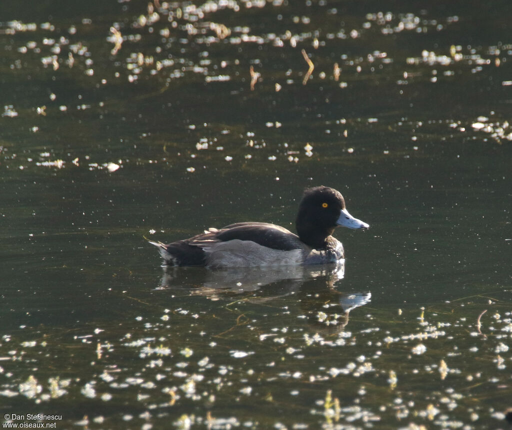 Tufted Duck male adult post breeding
