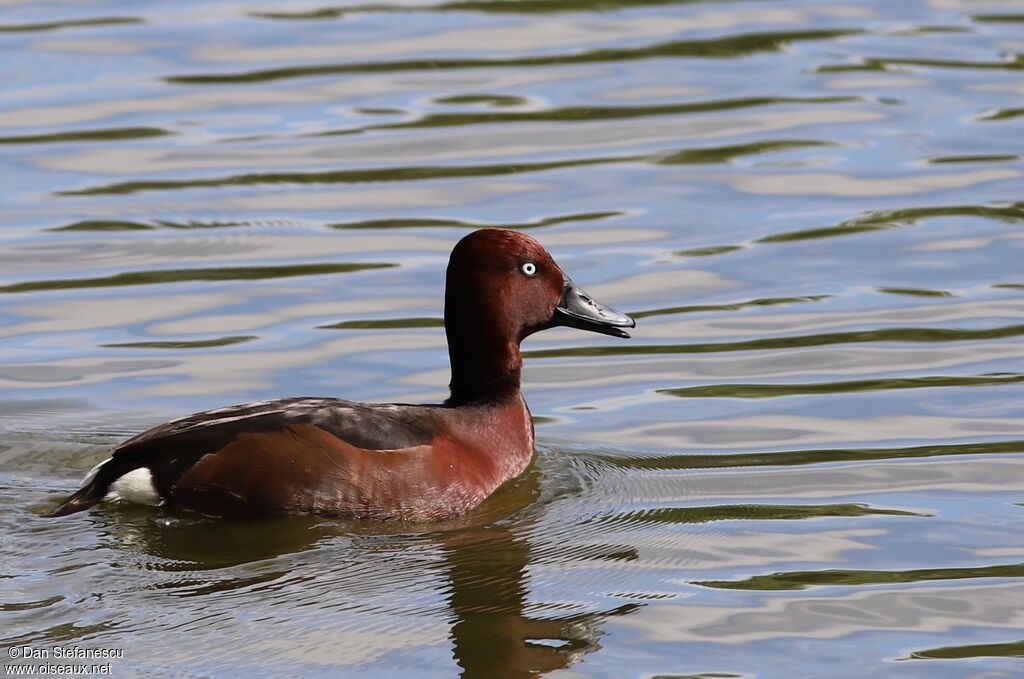 Ferruginous Duck male adult, swimming