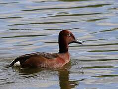 Ferruginous Duck