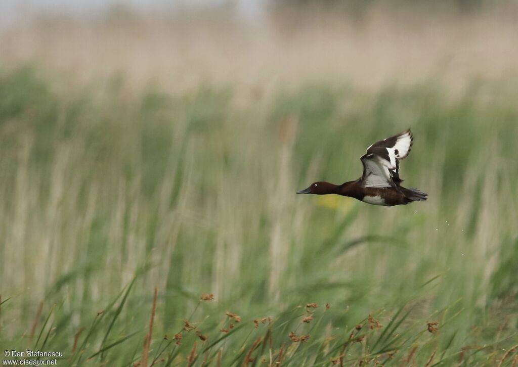 Ferruginous Duckadult, Flight