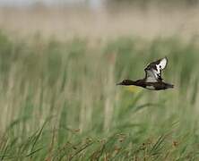 Ferruginous Duck