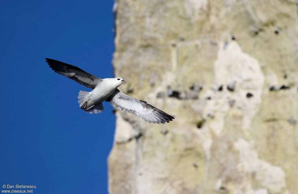 Fulmar boréaladulte, Vol