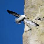 Fulmar boréal