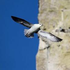 Fulmar boréal