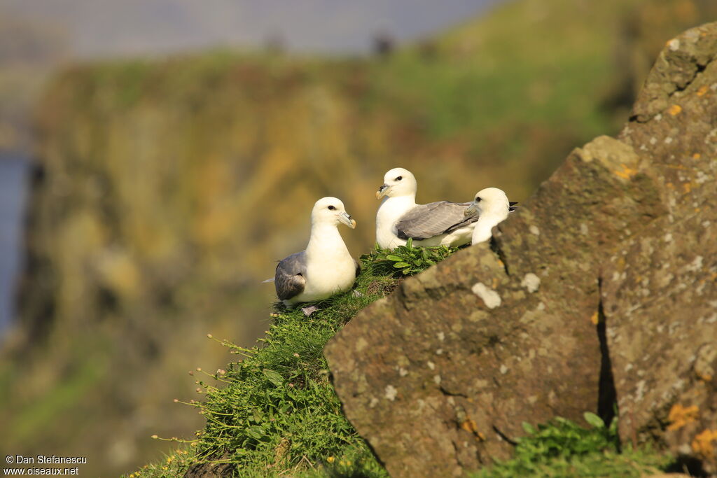 Fulmar boréaladulte