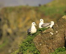 Fulmar boréal