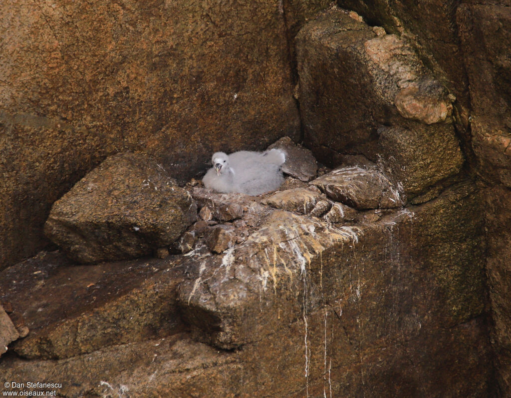 Fulmar boréalPoussin