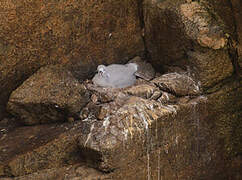 Northern Fulmar