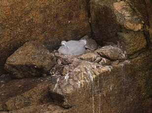 Fulmar boréal