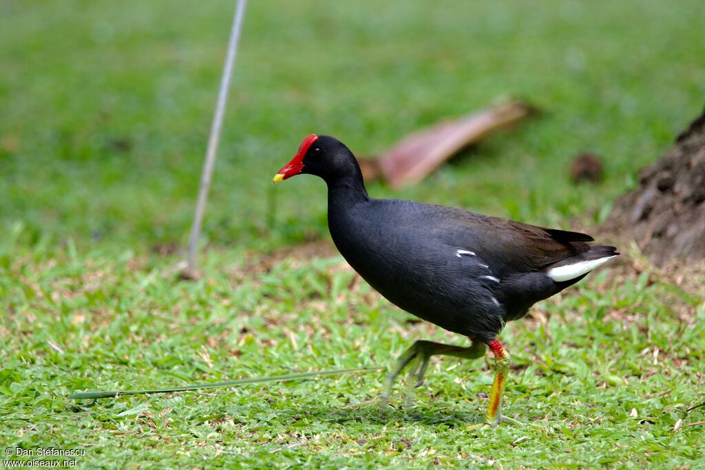 Gallinule d'Amériqueadulte