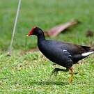 Gallinule d'Amérique