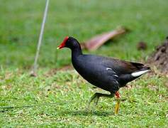 Gallinule d'Amérique