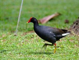 Gallinule d'Amérique