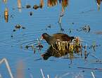 Gallinule poule-d'eau