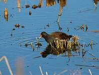 Gallinule poule-d'eau