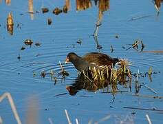 Common Moorhen