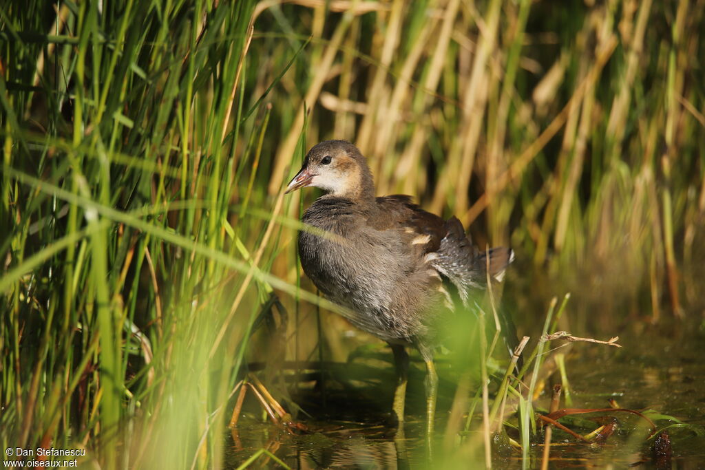 Gallinule poule-d'eauimmature