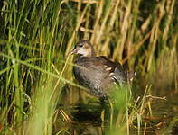 Gallinule poule-d'eau