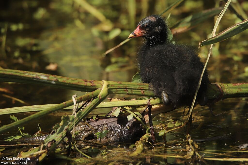 Gallinule poule-d'eauPoussin