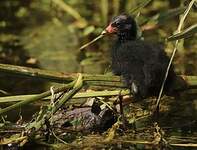 Gallinule poule-d'eau