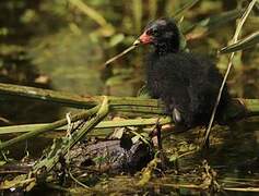 Common Moorhen