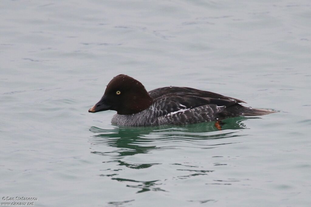 Common Goldeneye female adult breeding, swimming