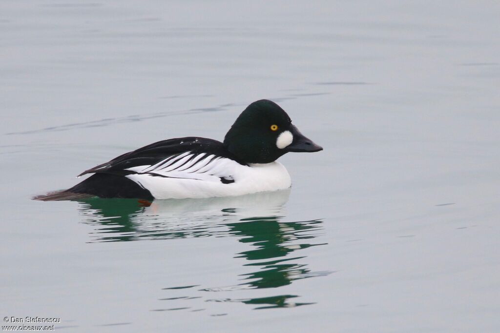 Common Goldeneye male adult breeding, swimming