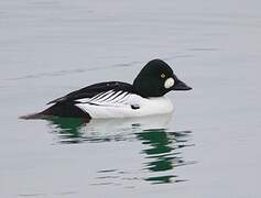 Common Goldeneye