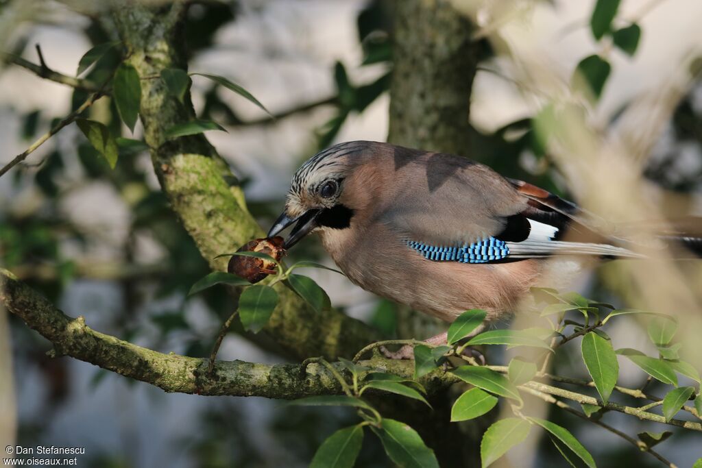 Eurasian Jayadult, eats