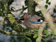 Eurasian Jay