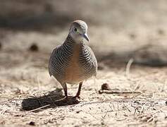 Zebra Dove