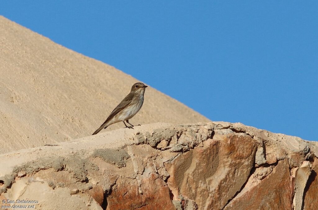 Gobemouche grisadulte