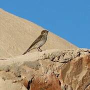 Spotted Flycatcher