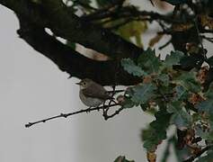 Red-breasted Flycatcher