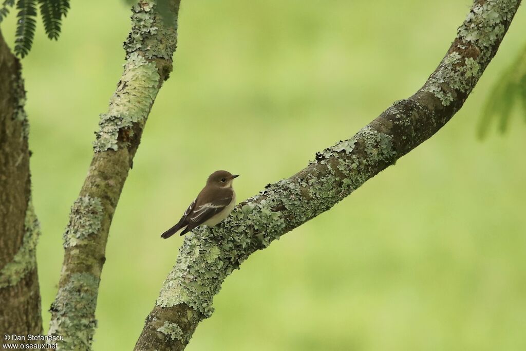 European Pied Flycatcher female adult breeding