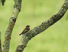 European Pied Flycatcher