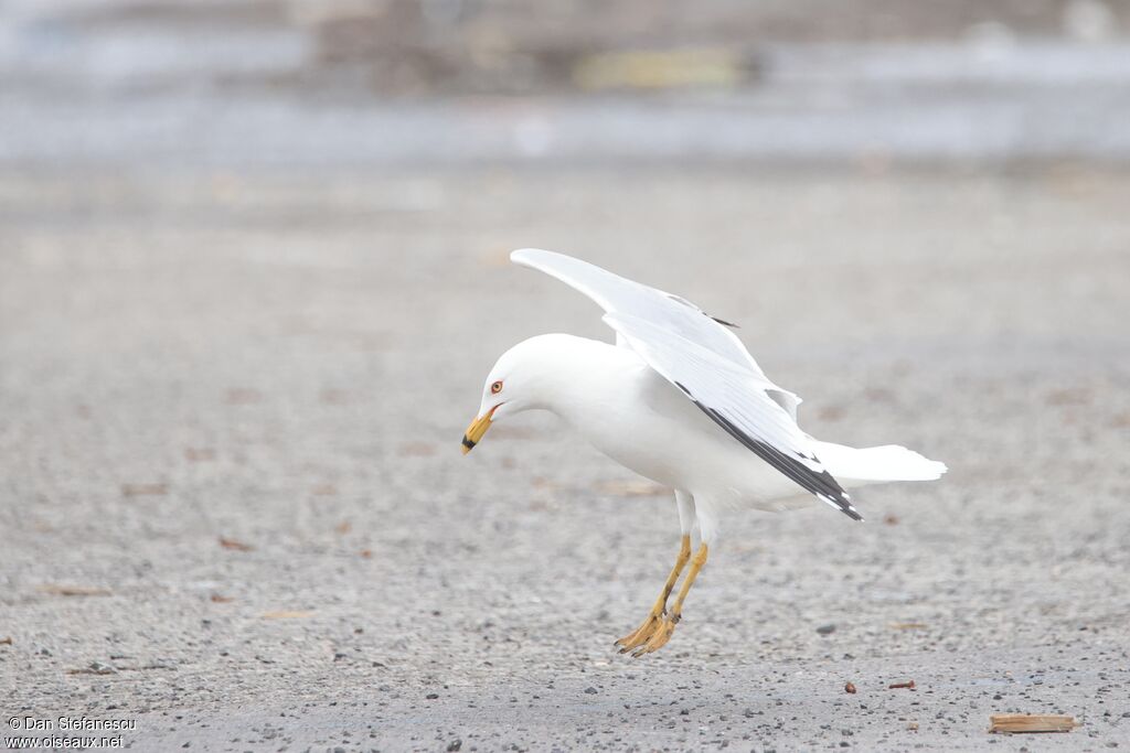 Goéland à bec cercléadulte