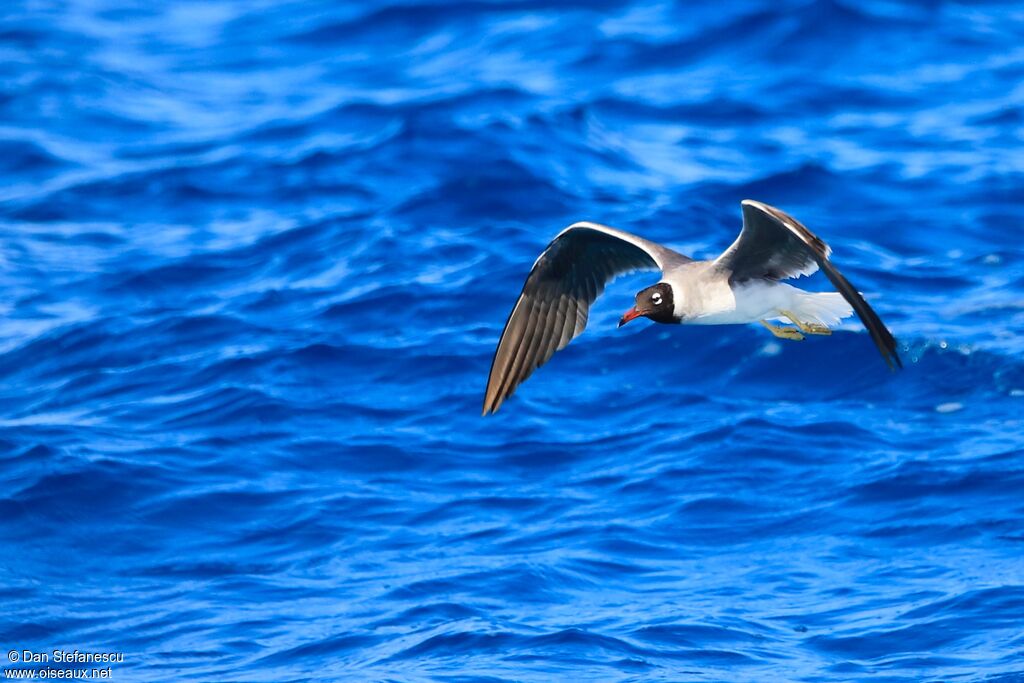 White-eyed Gulladult, Flight