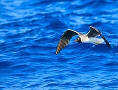 White-eyed Gull