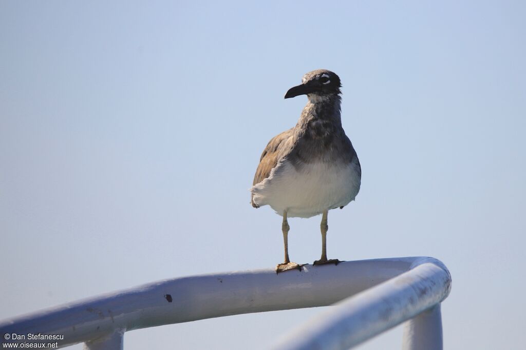 White-eyed Gulljuvenile