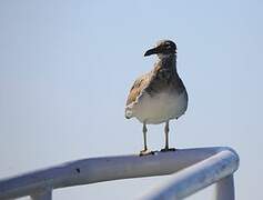 White-eyed Gull