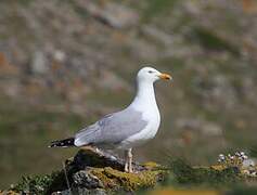 European Herring Gull