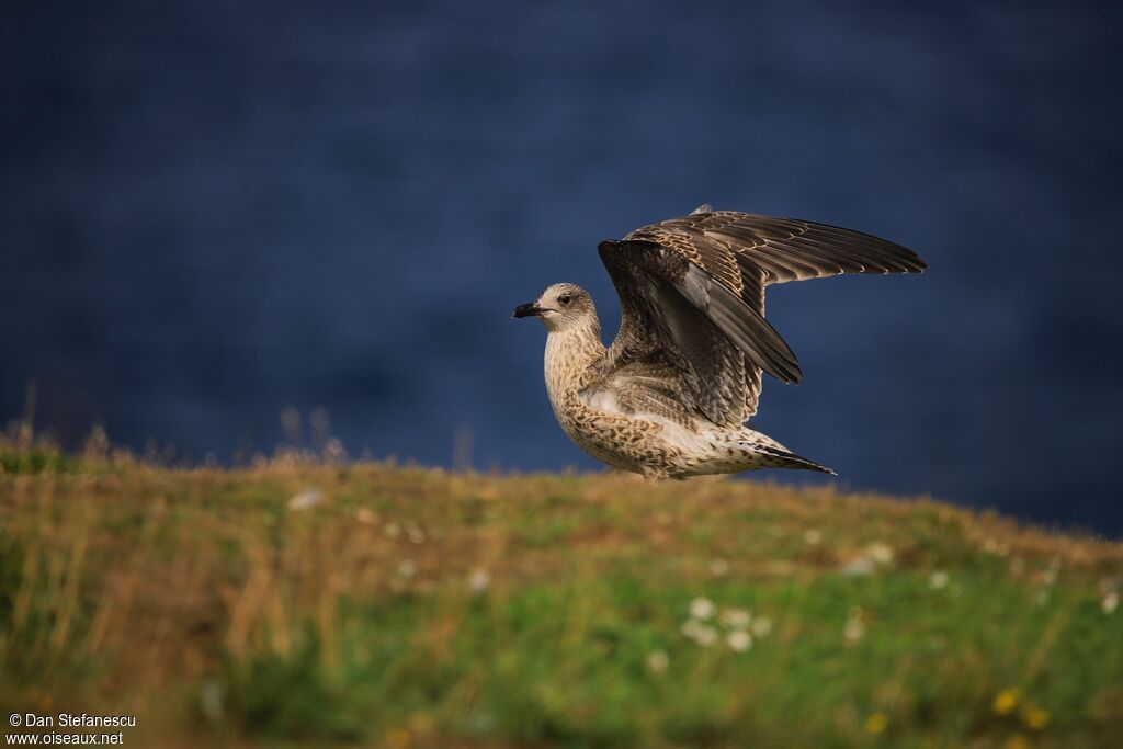 European Herring Gulljuvenile