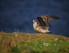 European Herring Gull