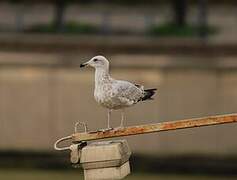 European Herring Gull