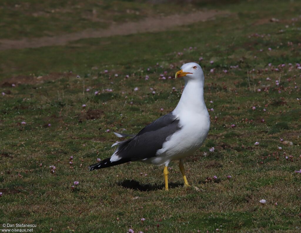 Lesser Black-backed Gulladult, walking