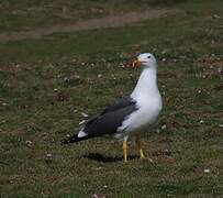 Lesser Black-backed Gull