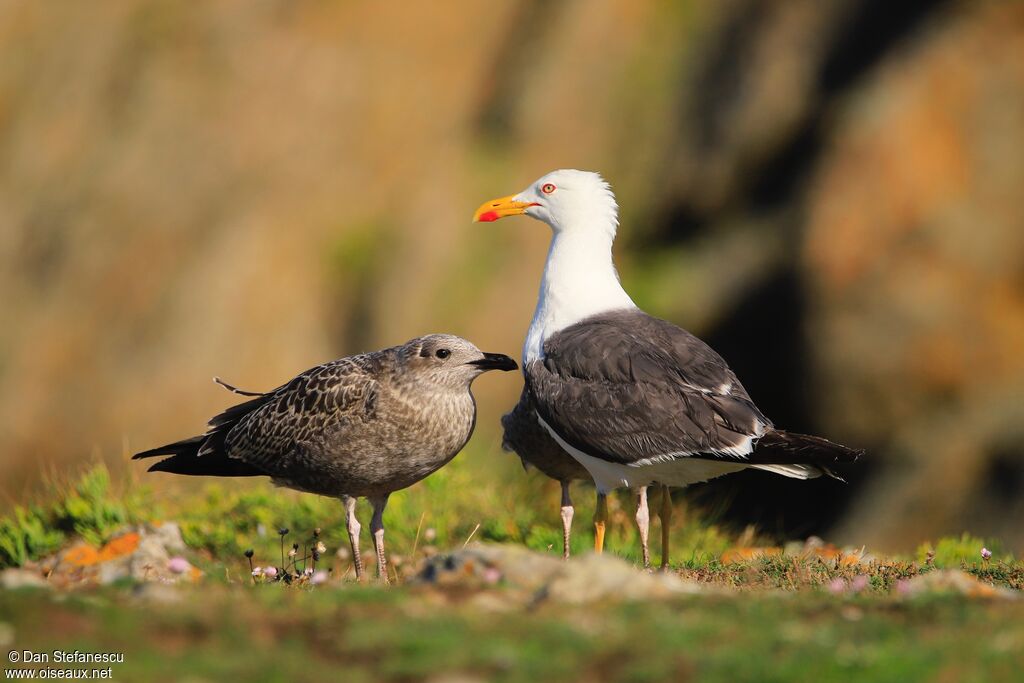 Lesser Black-backed Gulljuvenile