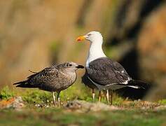 Lesser Black-backed Gull