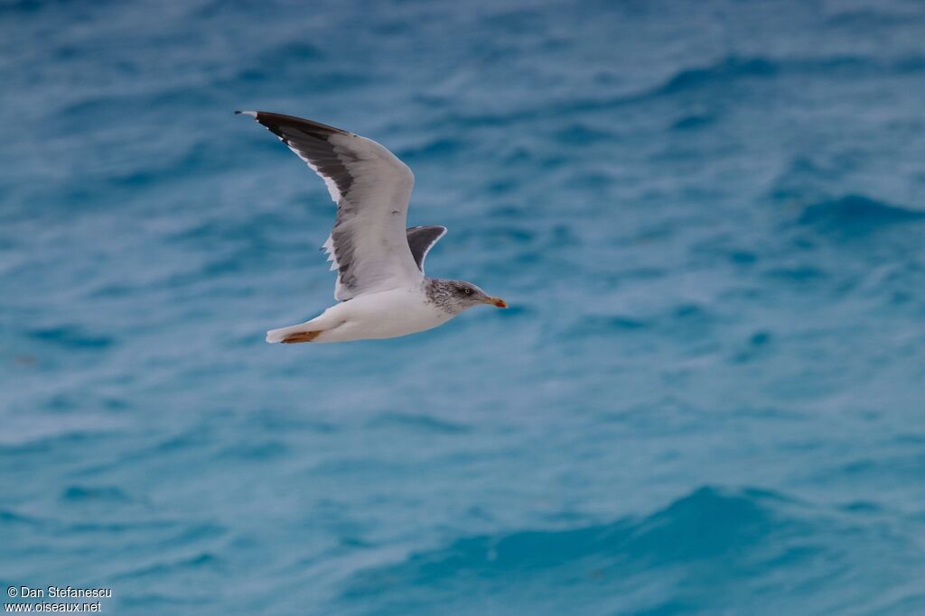 Lesser Black-backed Gulladult transition, Flight